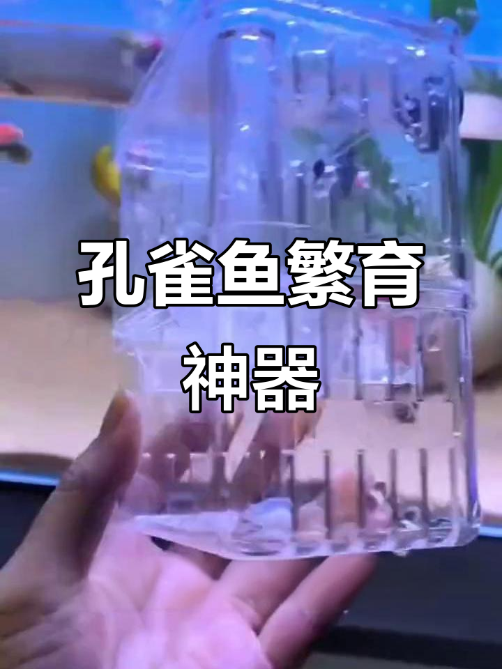 孔雀鱼繁殖盒,组装便捷,透明度高,背带设计实用