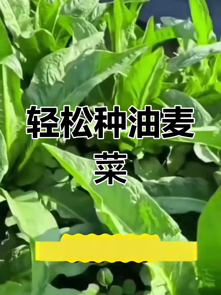 油麦菜四季可种,口感脆嫩清香,简单种植又少病虫害