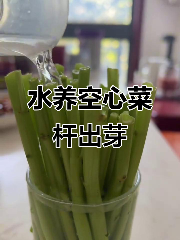 空心菜杆水培实验,竟然能发芽!