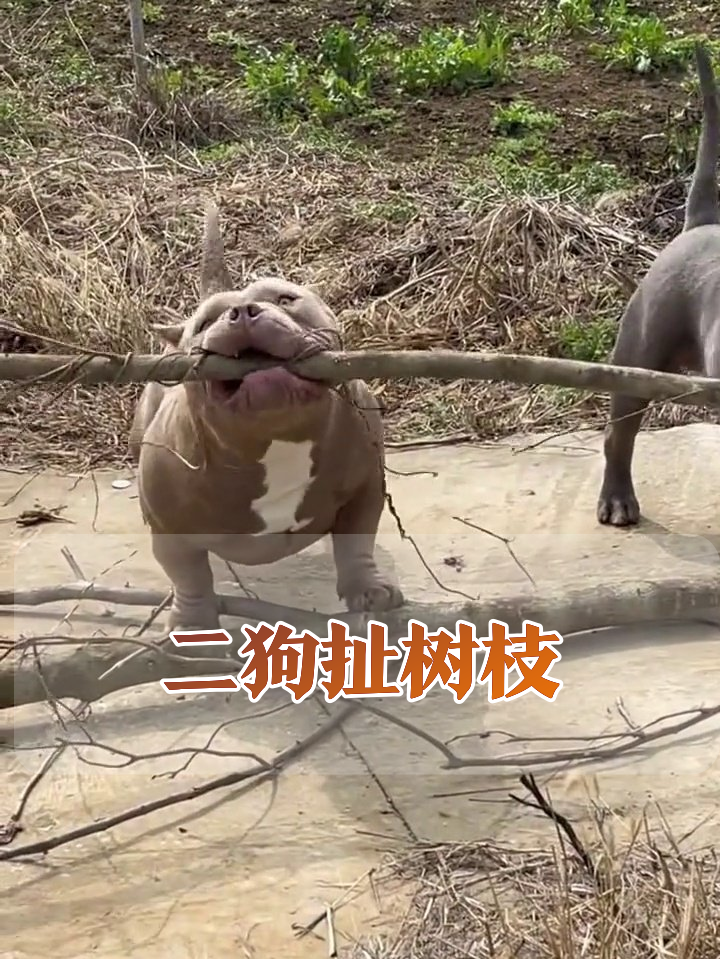 俩肌肉狗为树枝拔河,小白狗路过无情吐槽