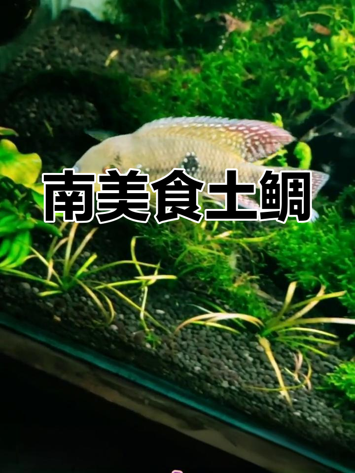 伊波拉关刀,南美食土鲷,适合与同类混养
