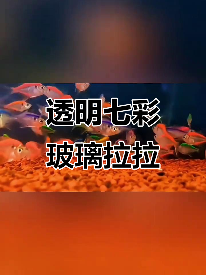 七彩玻璃拉拉鱼：透明小型热带观赏鱼的魅力与养护技巧