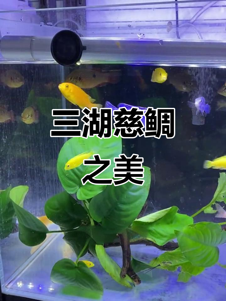 三湖慈鲷,色彩斑斓、强健优雅的观赏鱼