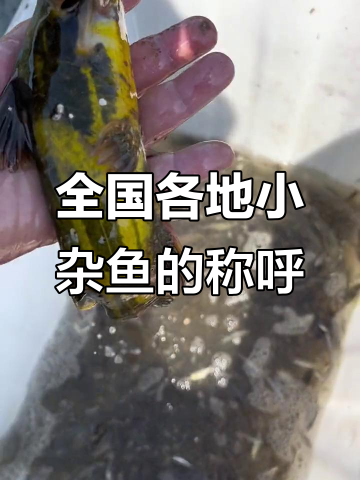 小杂鱼名字大揭秘，各地叫法竟然不同！