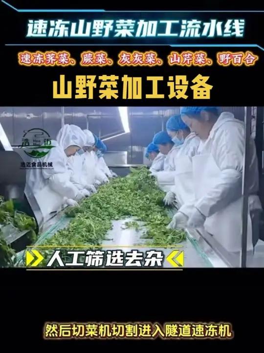 你也准备筹建一个速冻山野菜加工厂吗?这是一条荠菜速冻加工生产线。风选后的荠菜通过滚筒清洗机