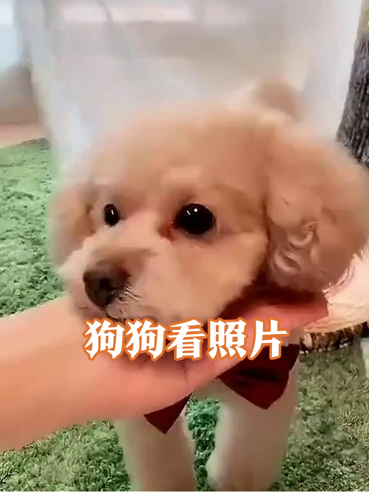 泰迪看到自己照片秒变表情包,歪头杀后居然害羞跑路!