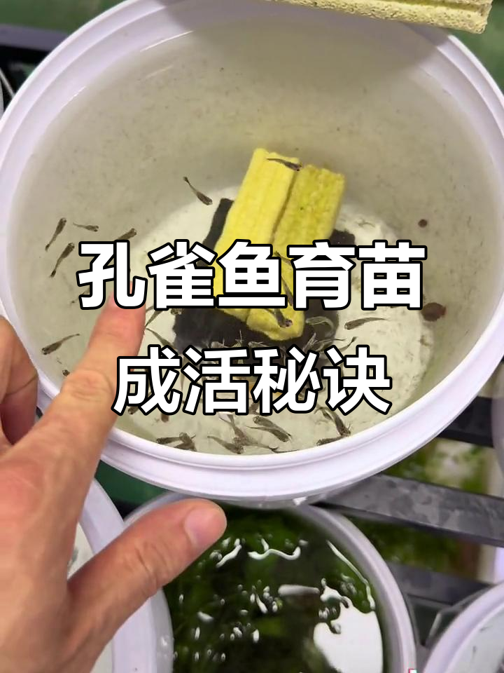 孔雀鱼育苗技巧：喂食控制与水质管理是关键