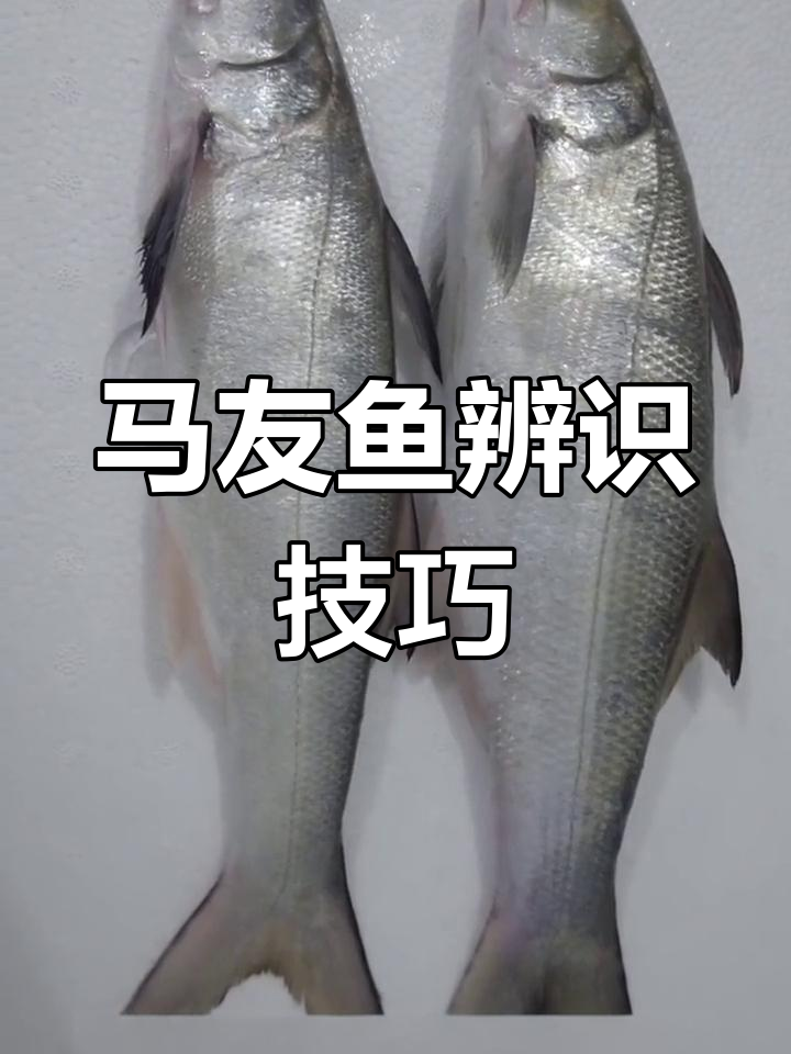 教你轻松辨别野生与养殖马友鱼,省时又实用!