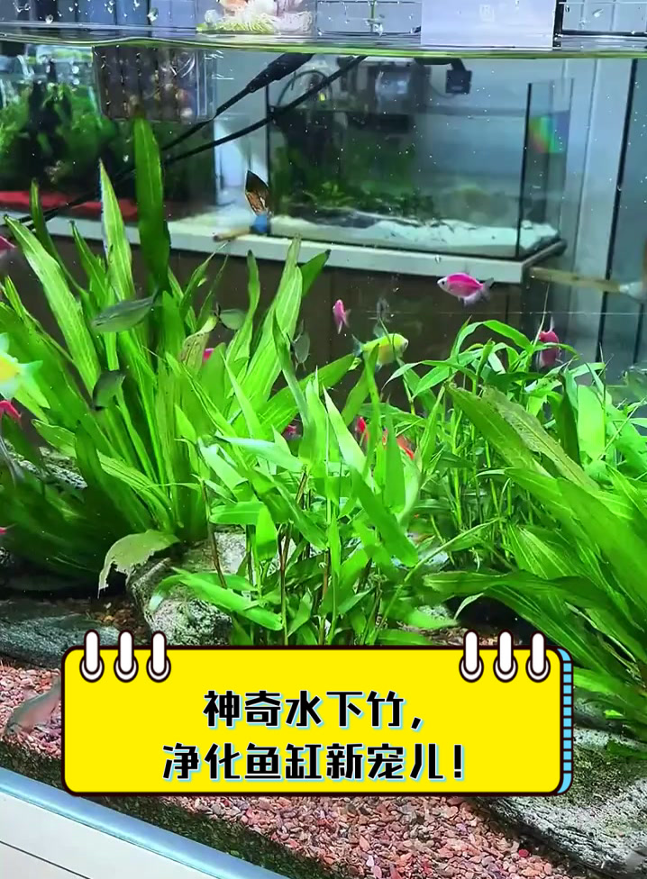 神奇水下竹，净化鱼缸新宠儿！