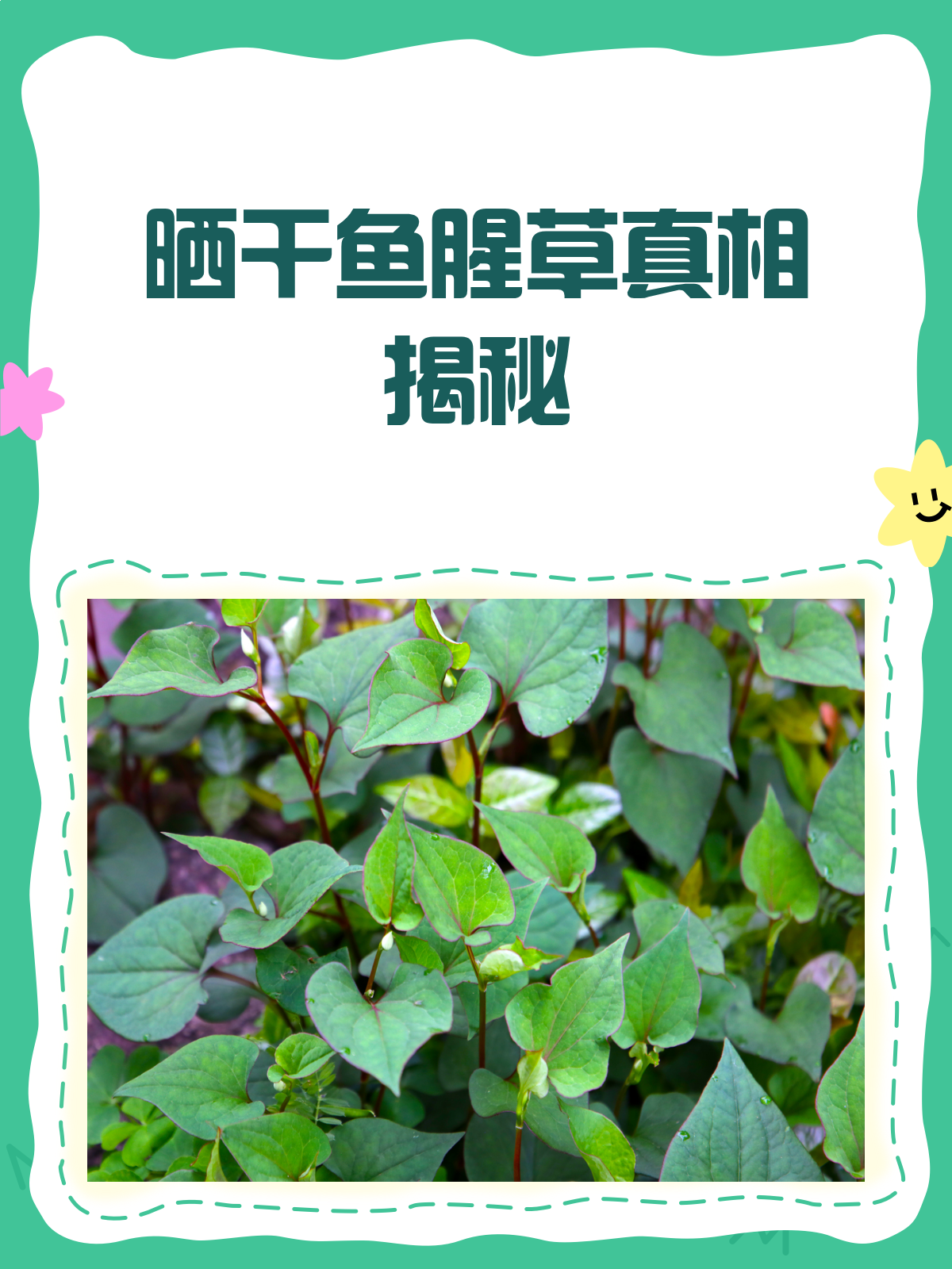 晒干鱼腥草的真相,医生终于说了!
