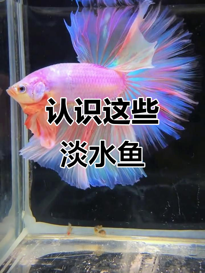 21种常见淡水鱼大揭秘，价格差异惊人！