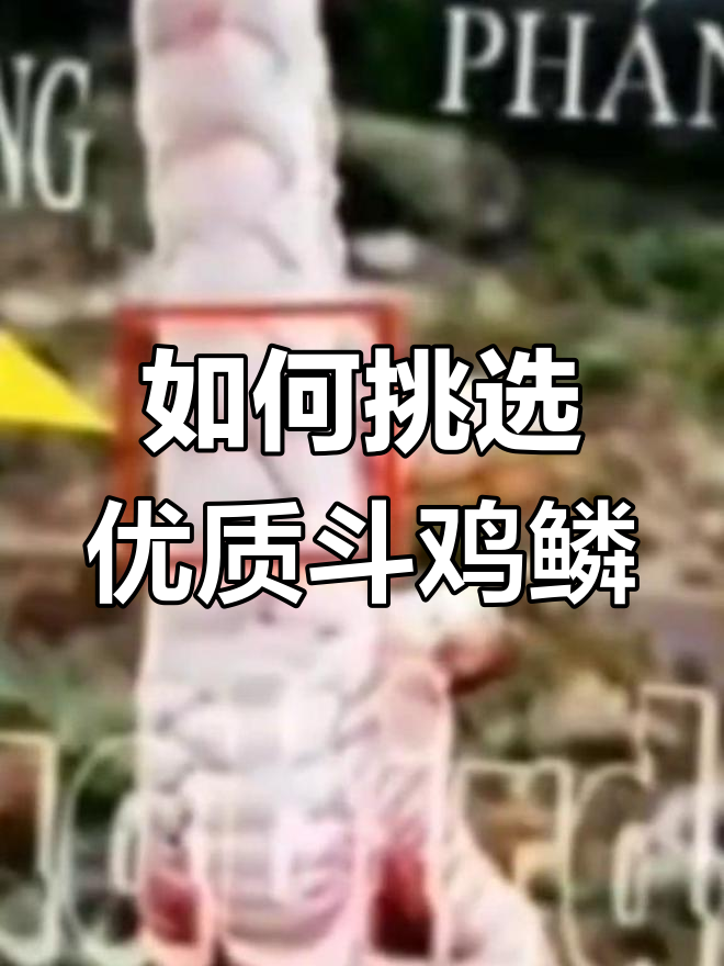 斗鸡鳞片解析:如何区分好与坏,选择最佳脚鳞