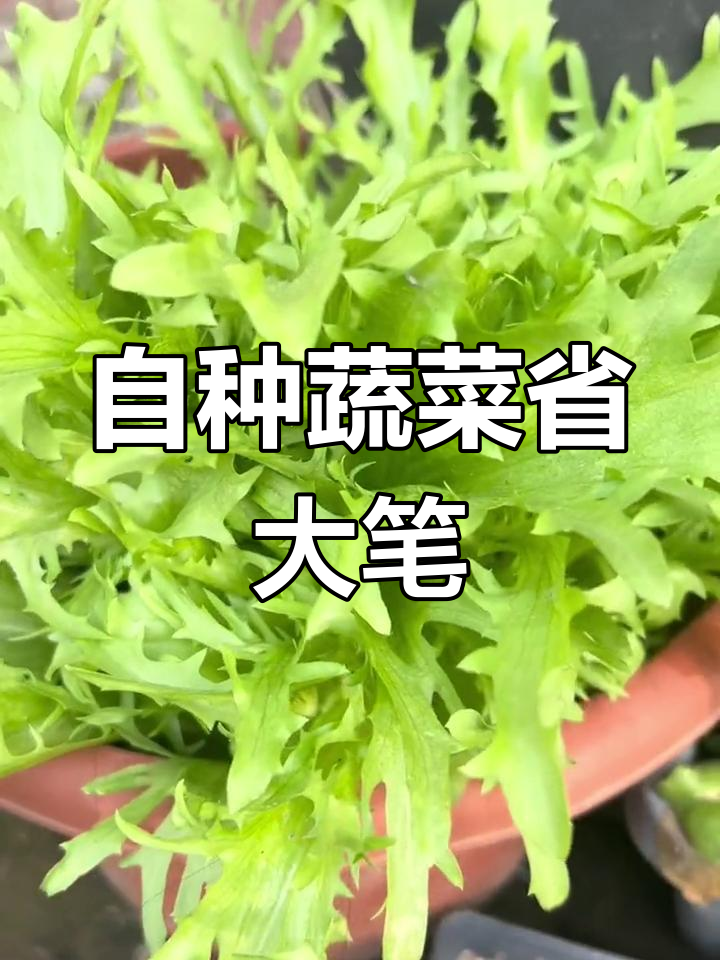 冰菜苦菊自种更省钱,超市价格惊人!