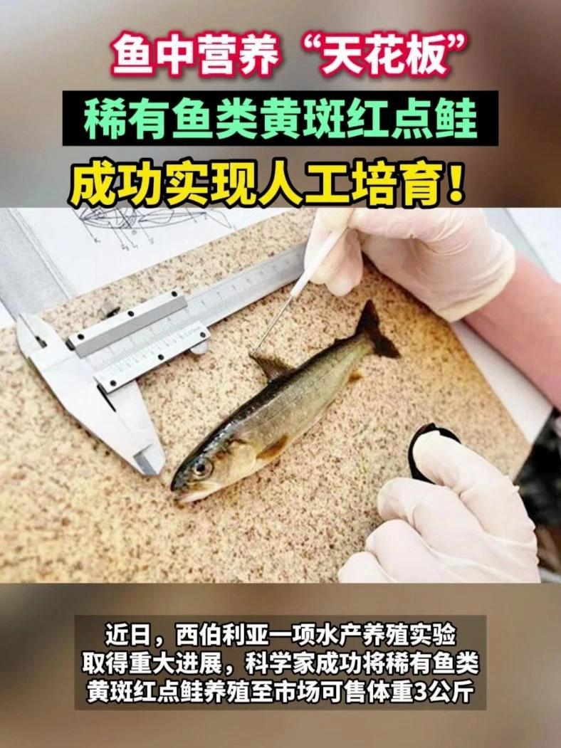 鱼中营养“天花板”稀有鱼类黄斑红点鲑,成功实现人工培育!#黄斑红点鲑 #育种 #水产养殖 