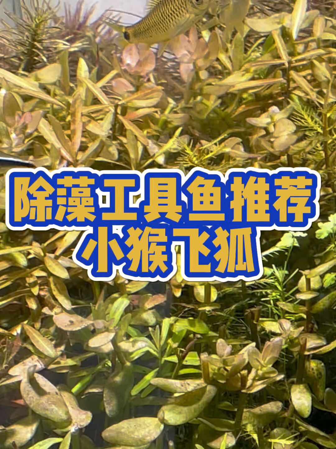除藻工具鱼 小猴飞狐