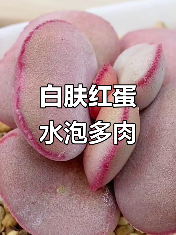 稀有白肤红蛋水泡多肉植物,厚实粉嫩让人忍不住想咬一口