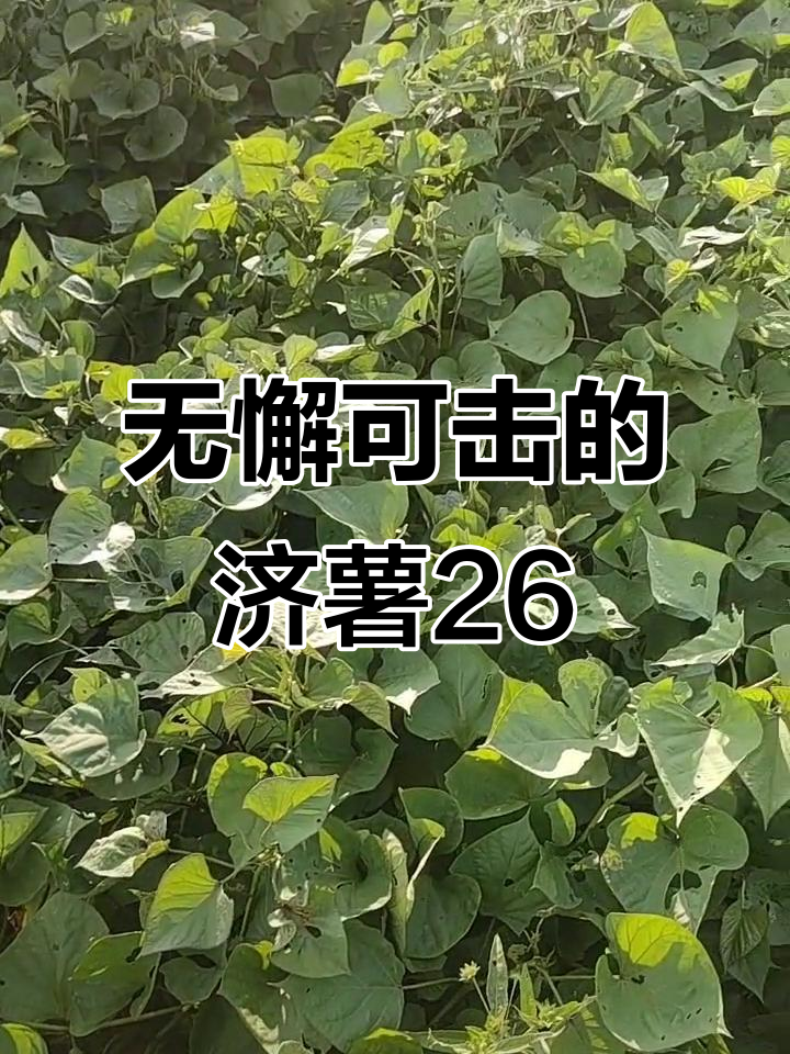 济薯26试管苗,健康无瑕,质量上乘