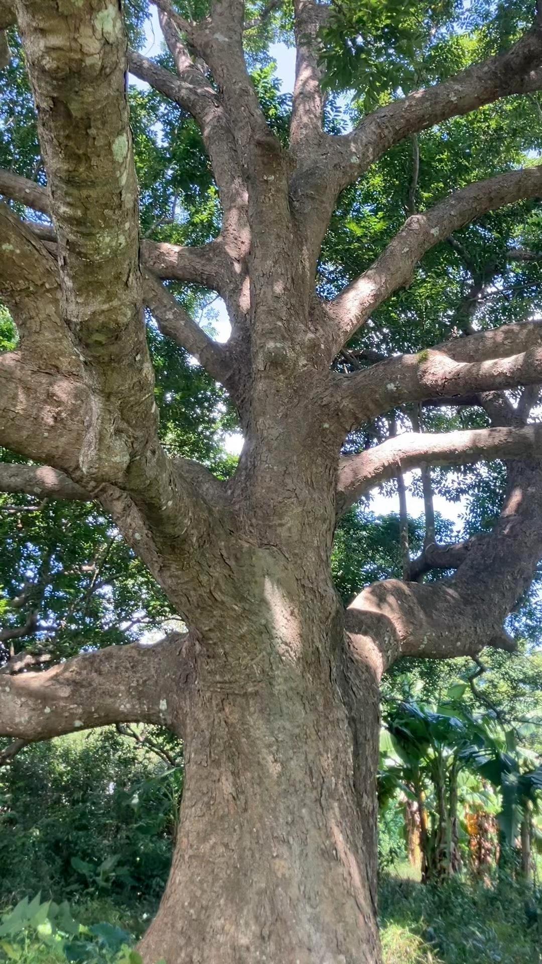 几百年树龄的橄榄树,榄菜就是用它的果实做的