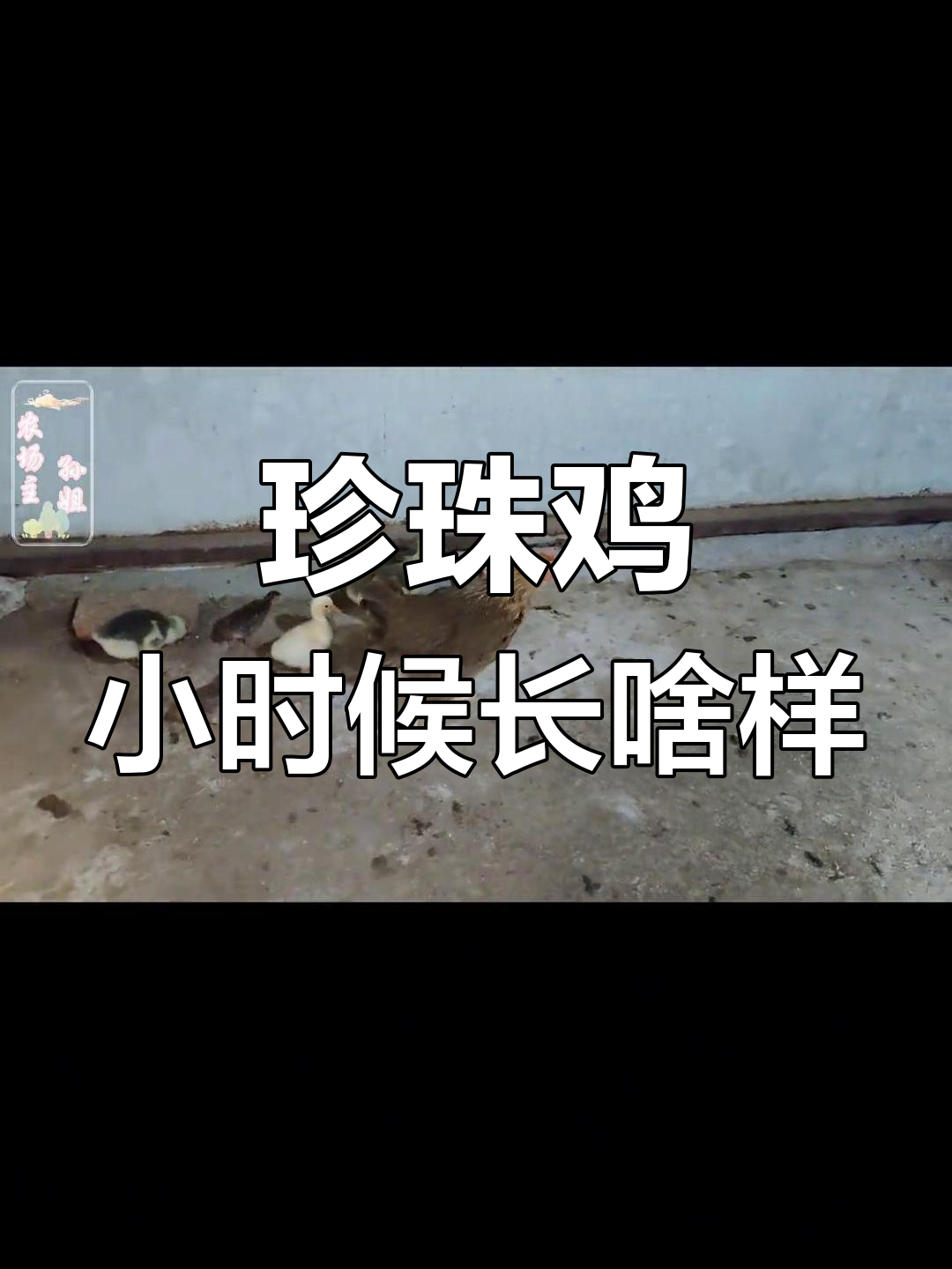 小珍珠鸡成长记:从呆萌到秃头,变化真快!