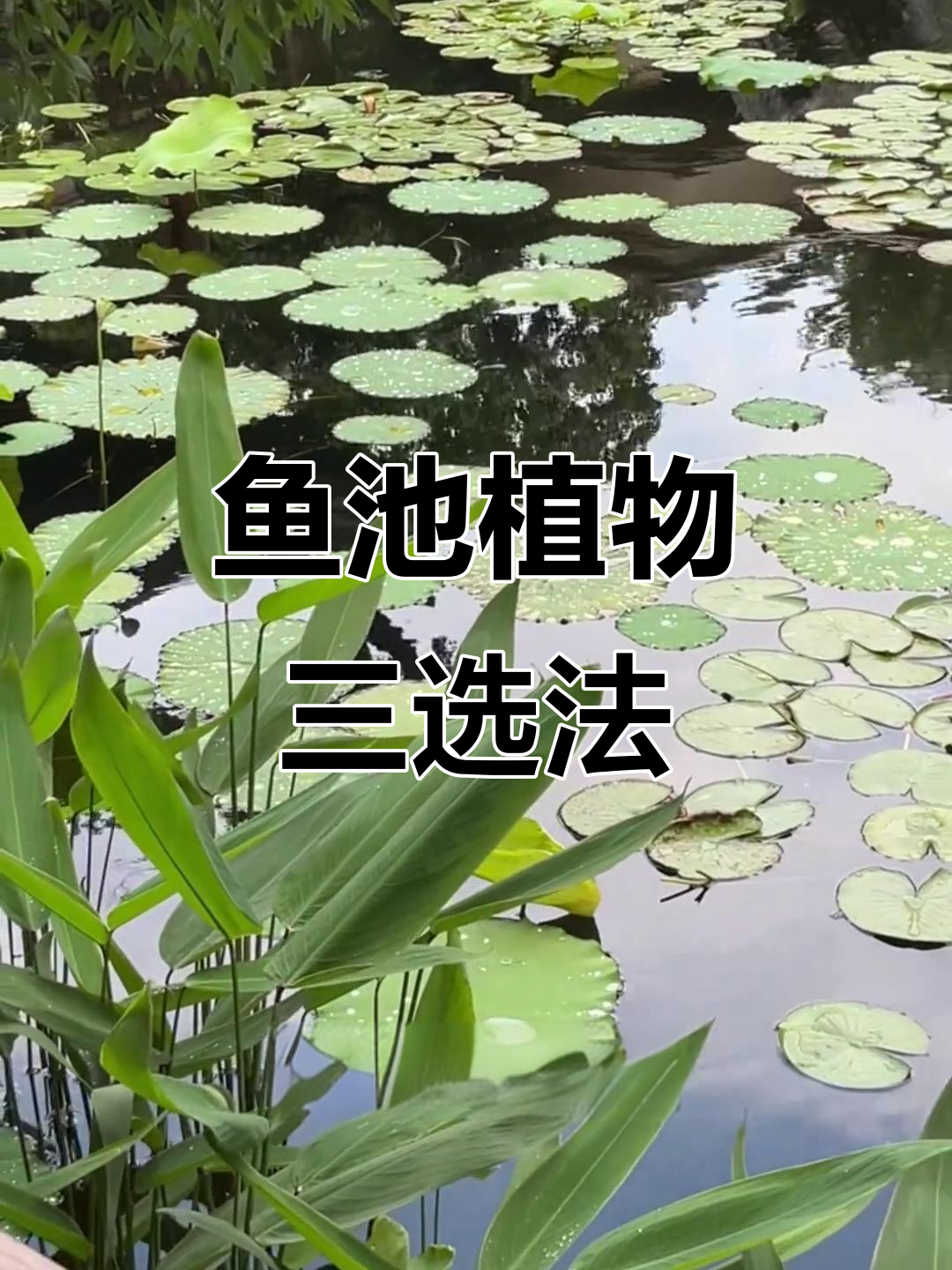 庭院鱼池植物搭配秘籍,选对这三种让颜值翻倍