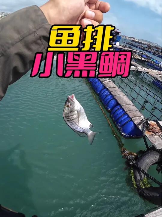 鱼排玩团子钓法,钓黑鲷果然厉害 钓鱼人就是这么疯狂 秋天正是钓鱼好时节 唯有钓鱼解千愁 钓