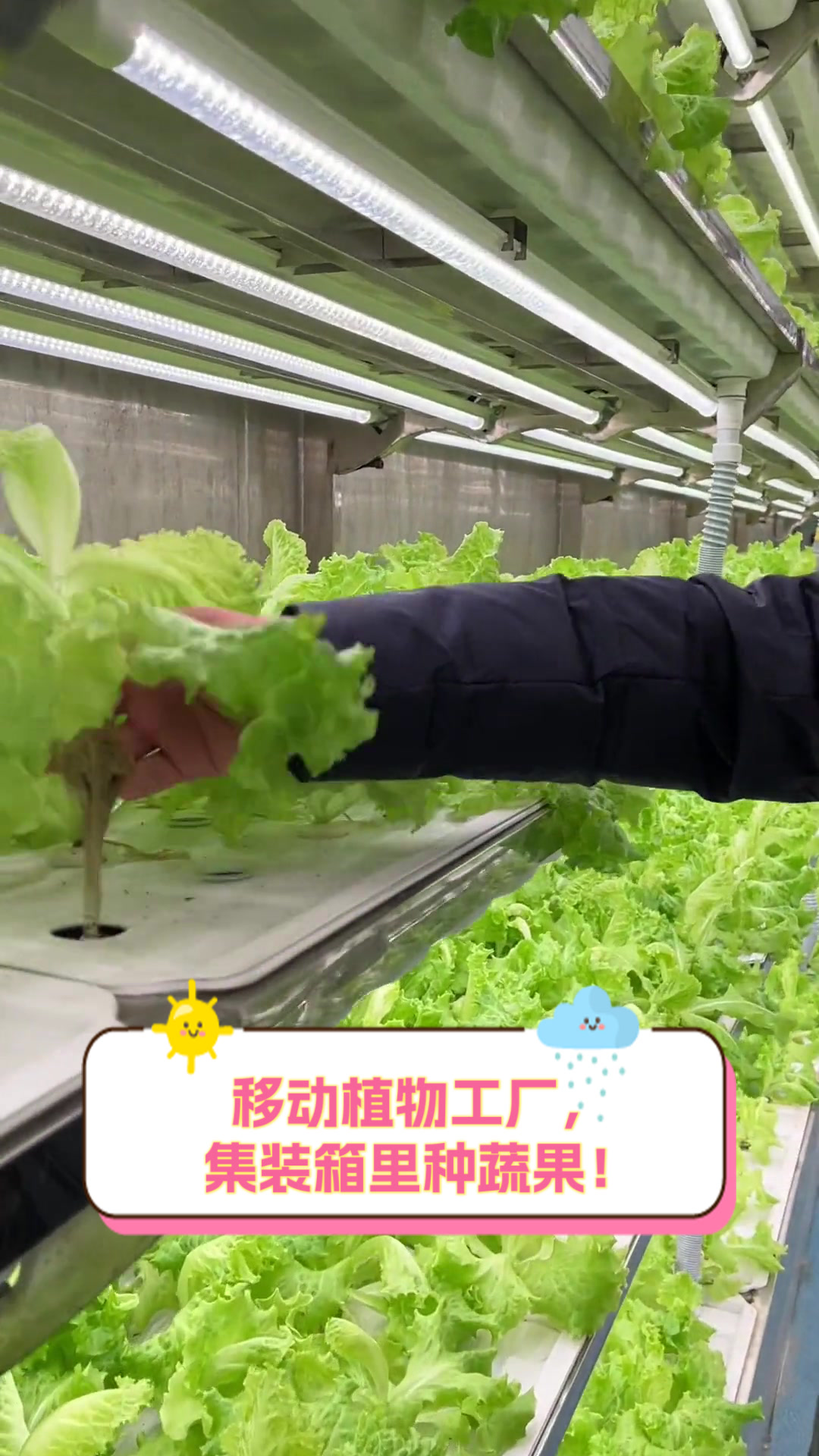 移动植物工厂,集装箱里种蔬果!
