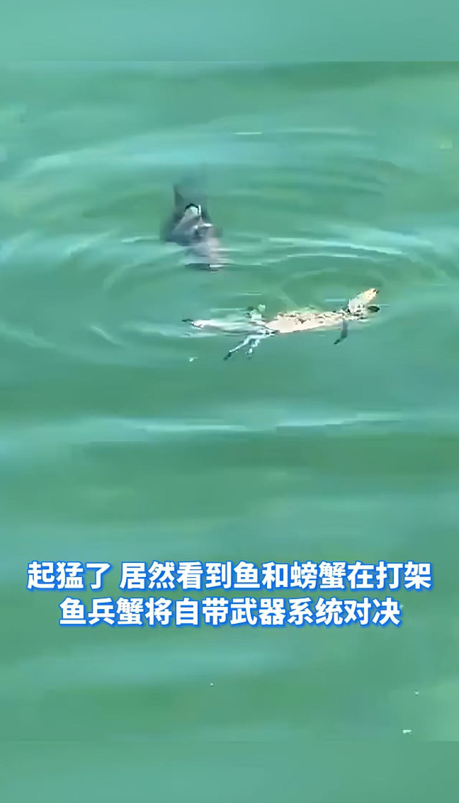 热点|起猛了 居然看到鱼和螃蟹在打架 鱼兵蟹将自带武器系统 网友:别打了 上我家“坐坐”吧