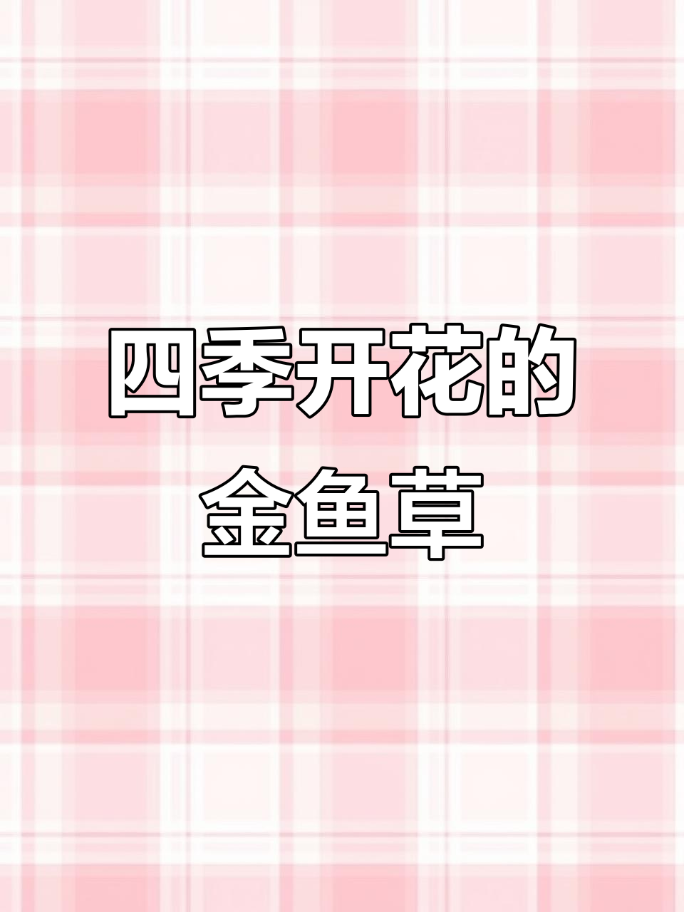 金鱼草盆栽:四季开花,高挑美丽,阳台庭院必备