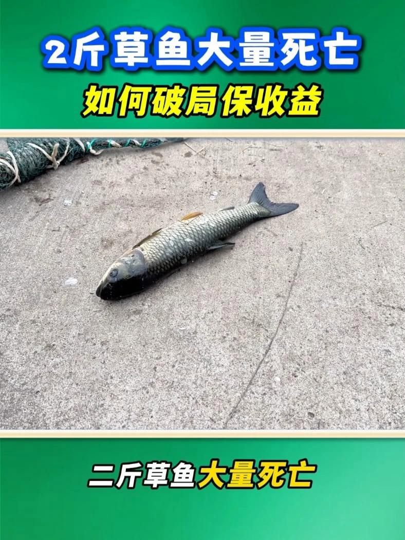 2斤草鱼大量死亡，如何破局保收益？水产资讯 草鱼养殖 草鱼保肝 龙昌水产胆汁酸