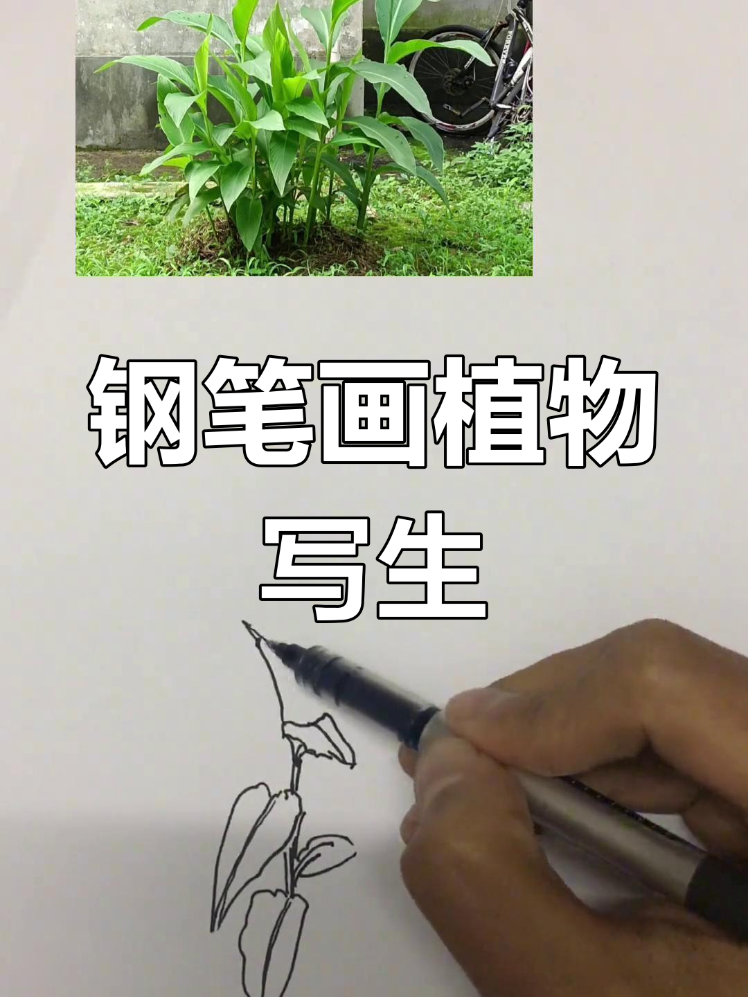 风景速写技巧:从简单植物开始