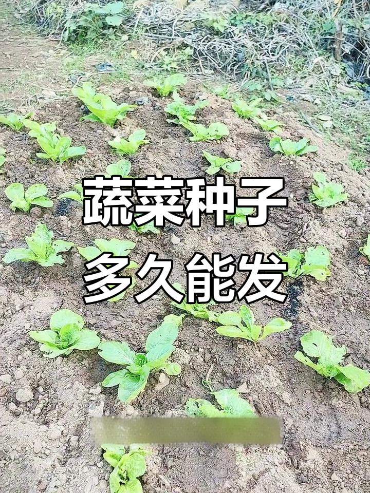 蔬菜种子发芽时间大揭秘，你都知道吗？