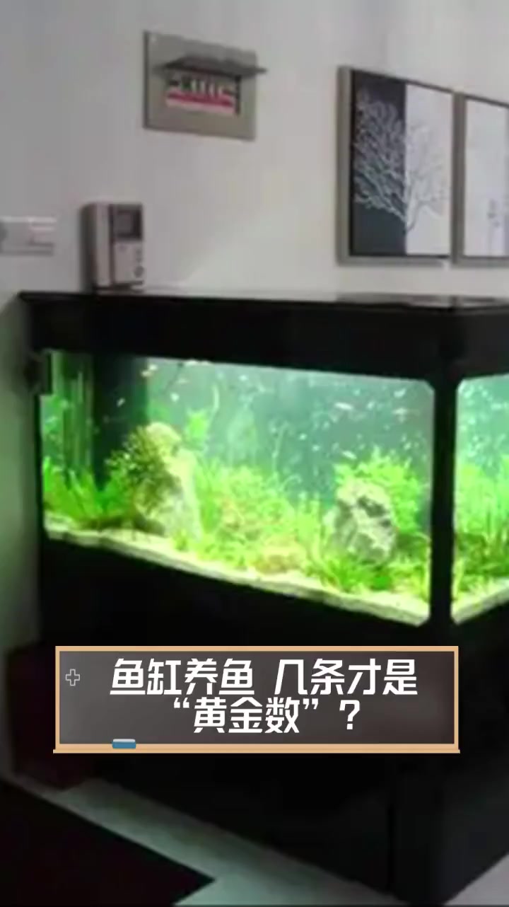 鱼缸养鱼,几条才是“黄金数”?
