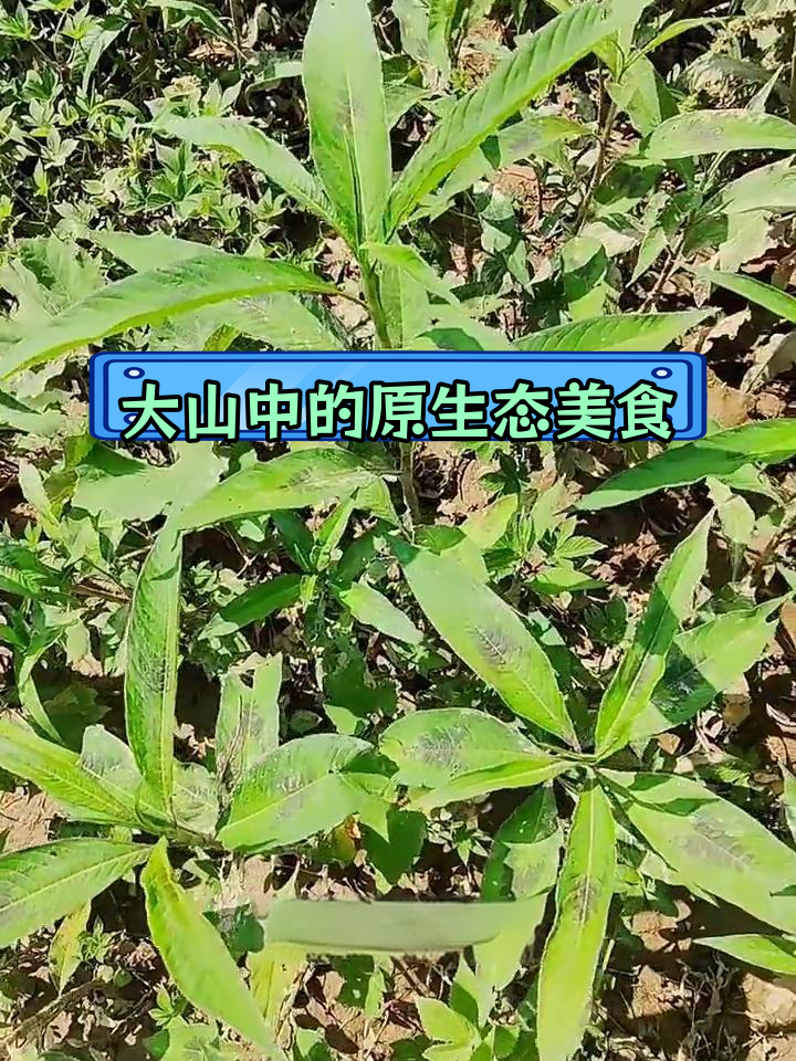 香柳菜:大山里的美味野味