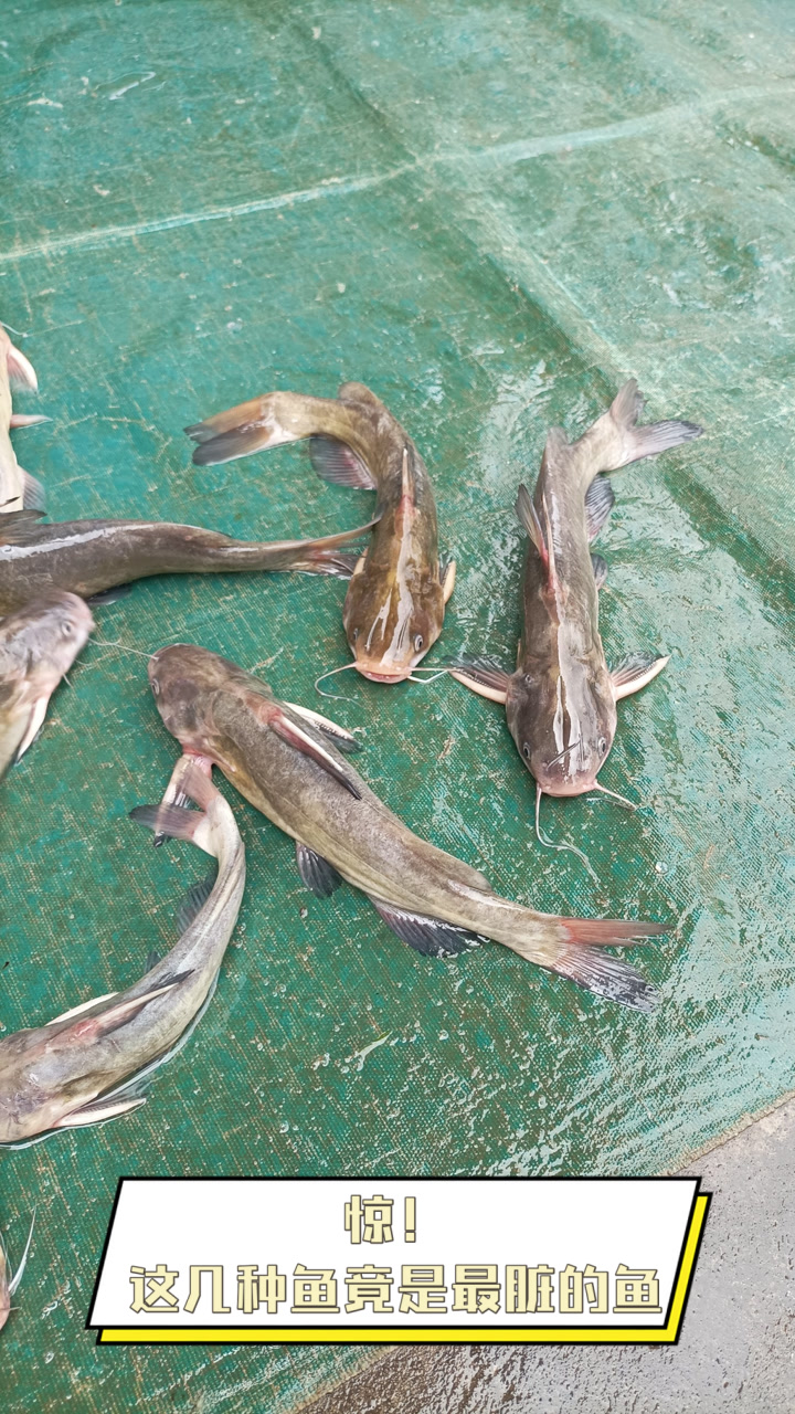 惊!这几种鱼竟是最脏的鱼