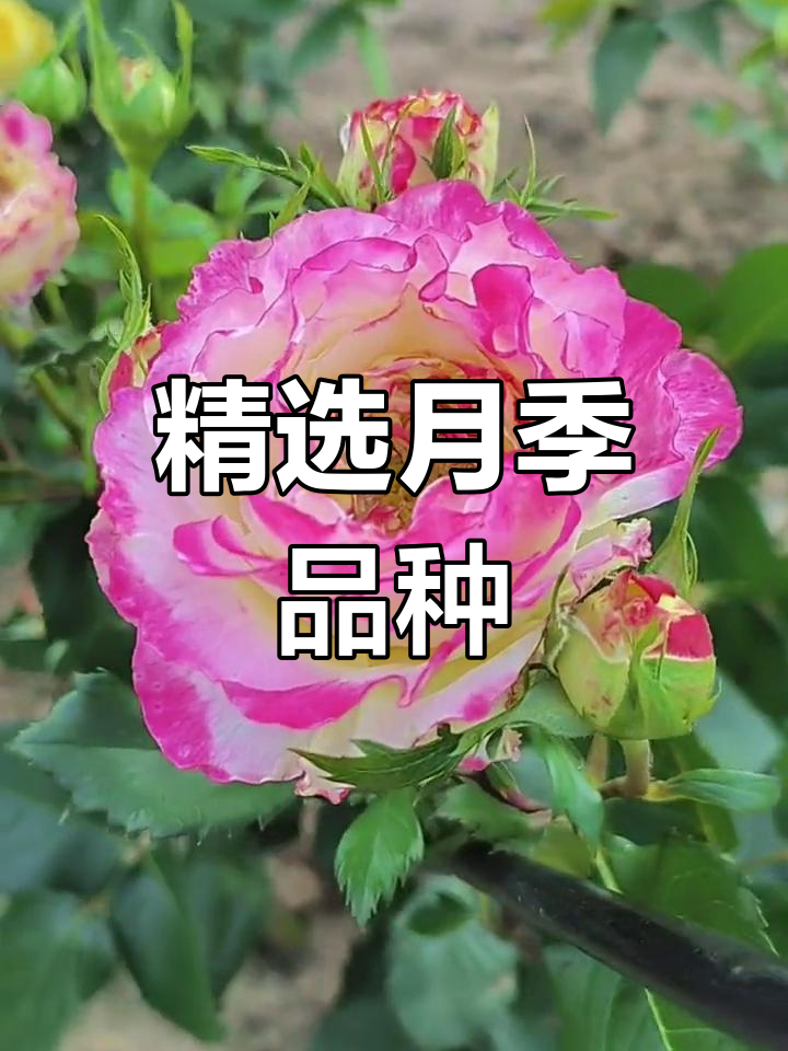 月季品种推荐:马医生、白巧克力等