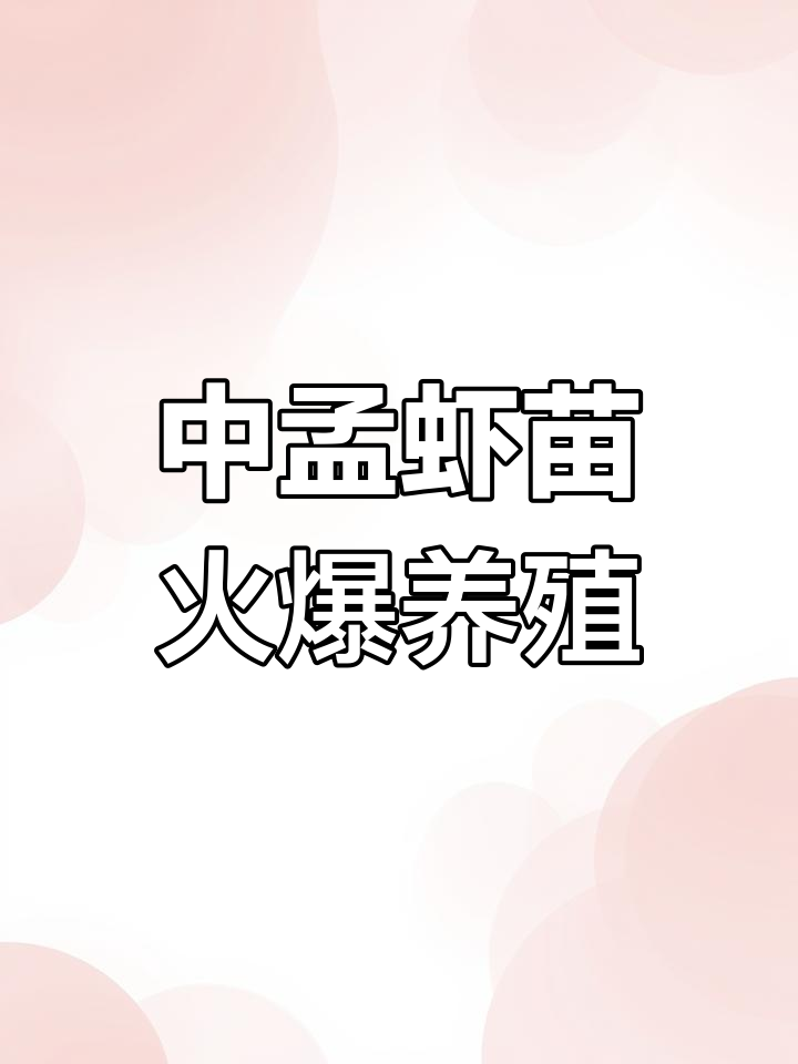 海南中孟虾苗养殖效果显著,未来风口已至