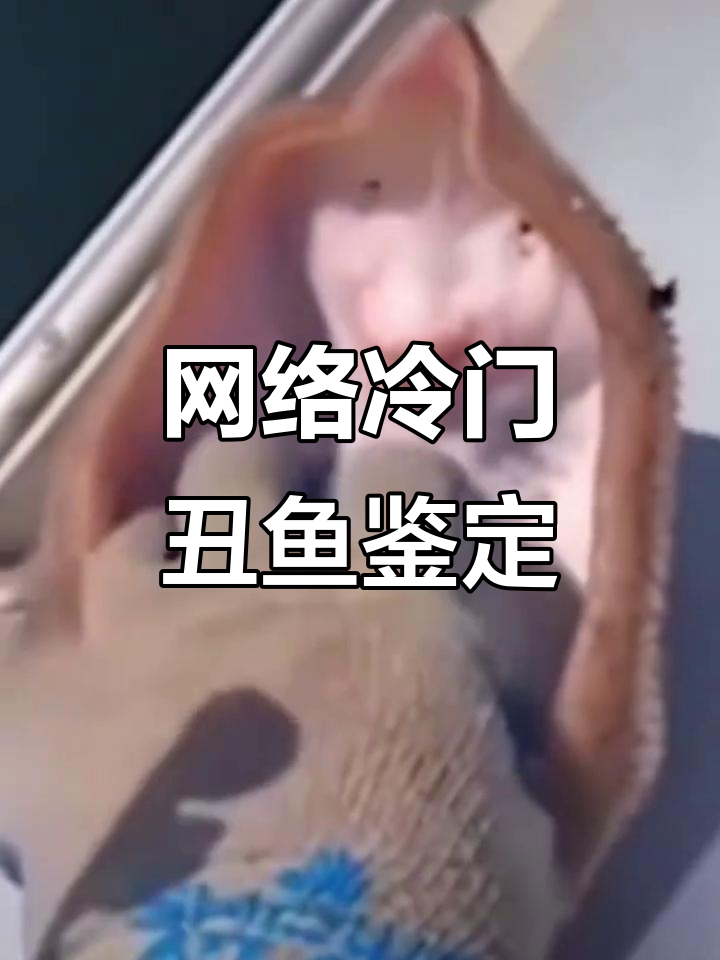 深海奇葩丑鱼大揭秘，魔鬼鱼、河豚等超有趣！
