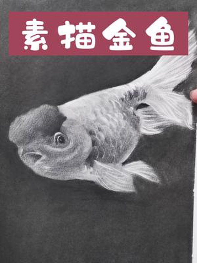 素描金鱼的绘画过程鱼鳞和鱼尾的刻画敲重点