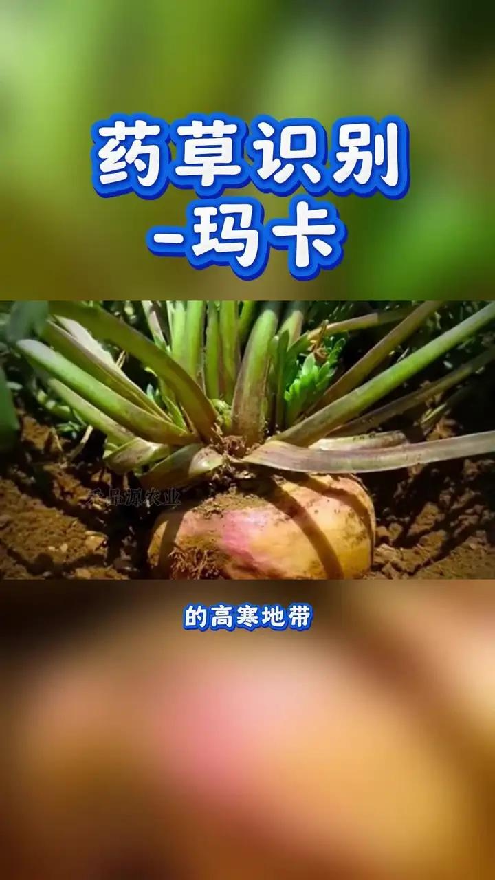 药草识别-玛卡;别名玛咖、秘鲁人参等,为十字花科独行菜属的一年至多年生草本或半灌木。玛卡