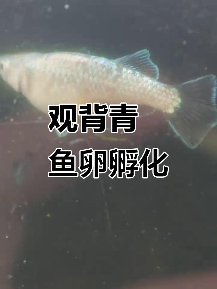 观背青鳉鱼卵孵化技巧:如何挑选受精卵并避免白化