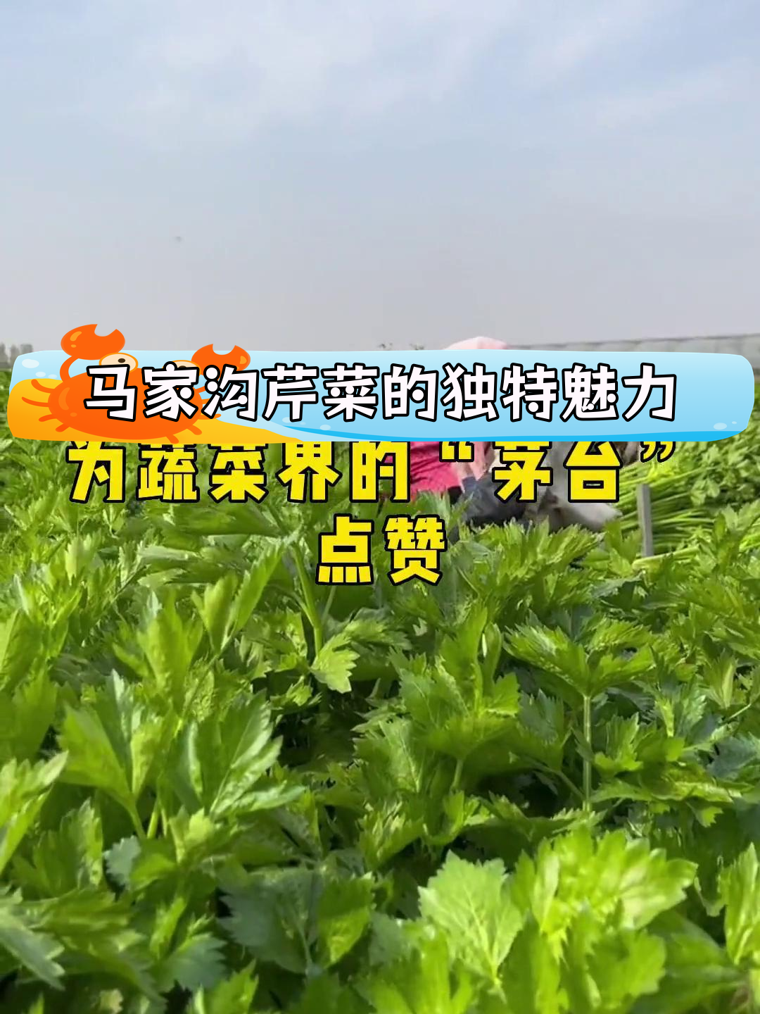 马家沟芹菜:蔬菜界的“茅台”与千年种植历史