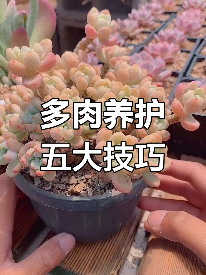 如何用五种方法养好多肉植物,避免烂根和过度浇水