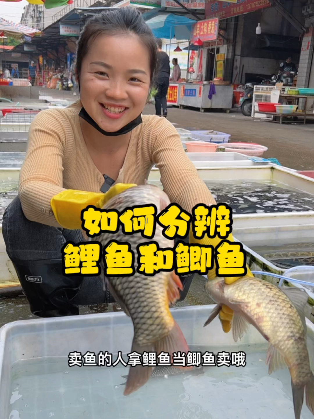 一招教会你分辨鲤鱼和鲫鱼的区别