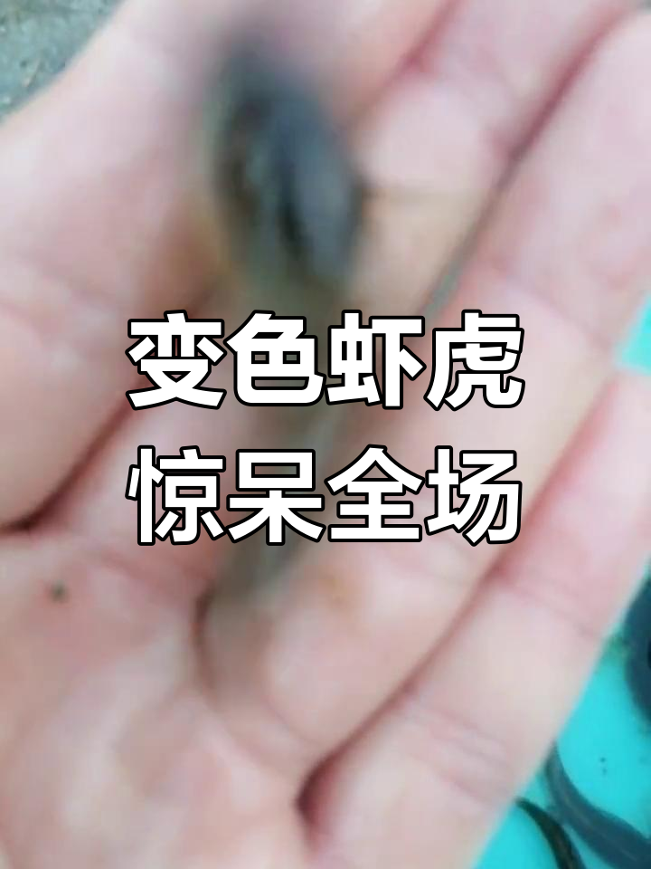 纹缟虾虎变色实录，条纹消失让人惊讶