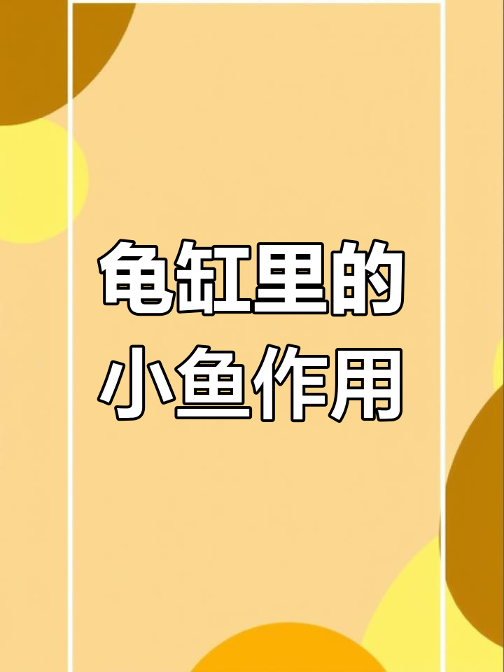 龟鱼混养:小鱼清理残渣,乌龟偶尔抓食