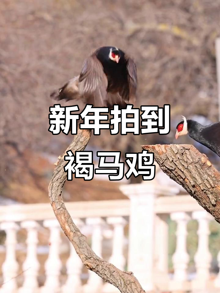 山西洪洞县拍摄到新年首只褐马鸡,国家一级保护动物亮相