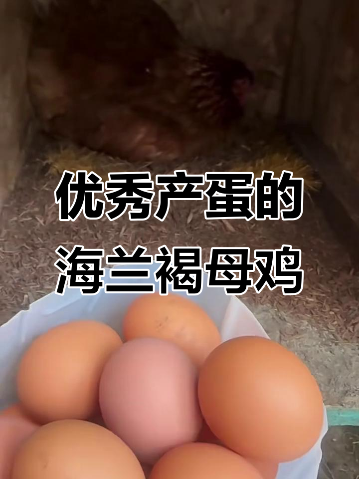 海兰褐母鸡高产蛋,竟然能扛这么多鸡蛋!