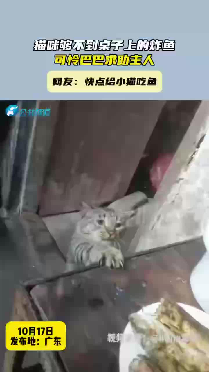 猫咪够不到桌子上的炸鱼,可怜巴巴求助主人