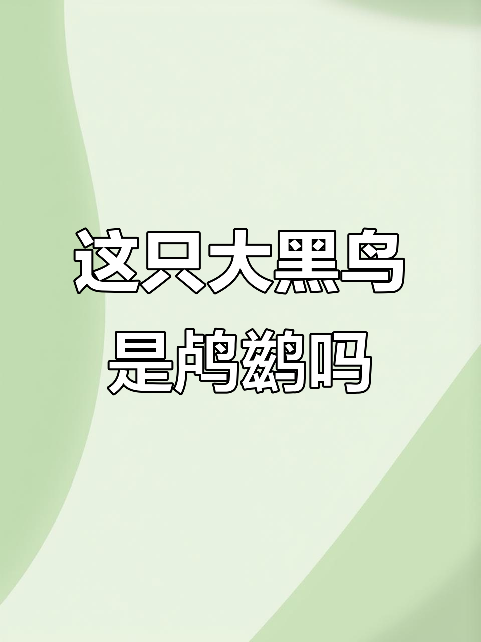 这是什么鸟?能潜水捕鱼的鸬鹚还是其他品种?