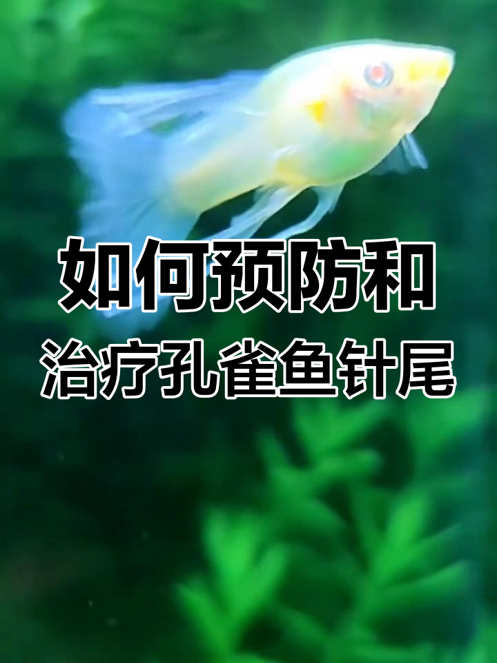 孔雀鱼针尾病防治全攻略,水质管理是关键